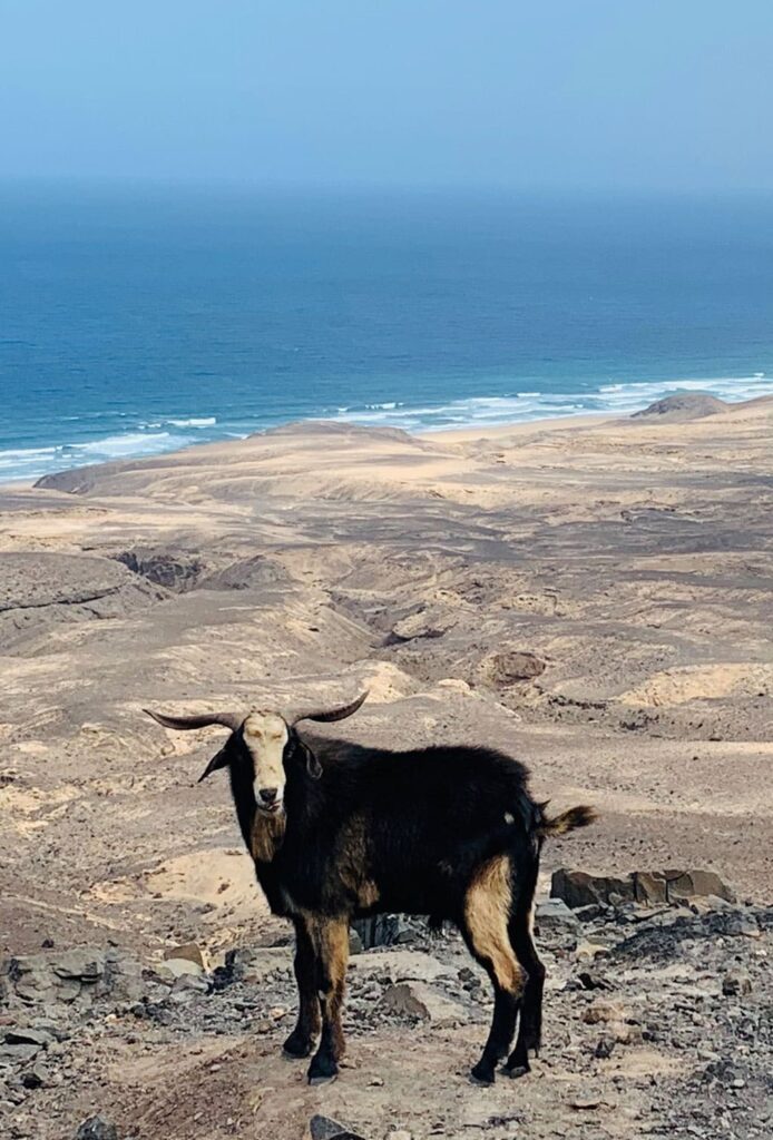 Imagen de una cabra con paisaje de Fuerteventura al fondo
